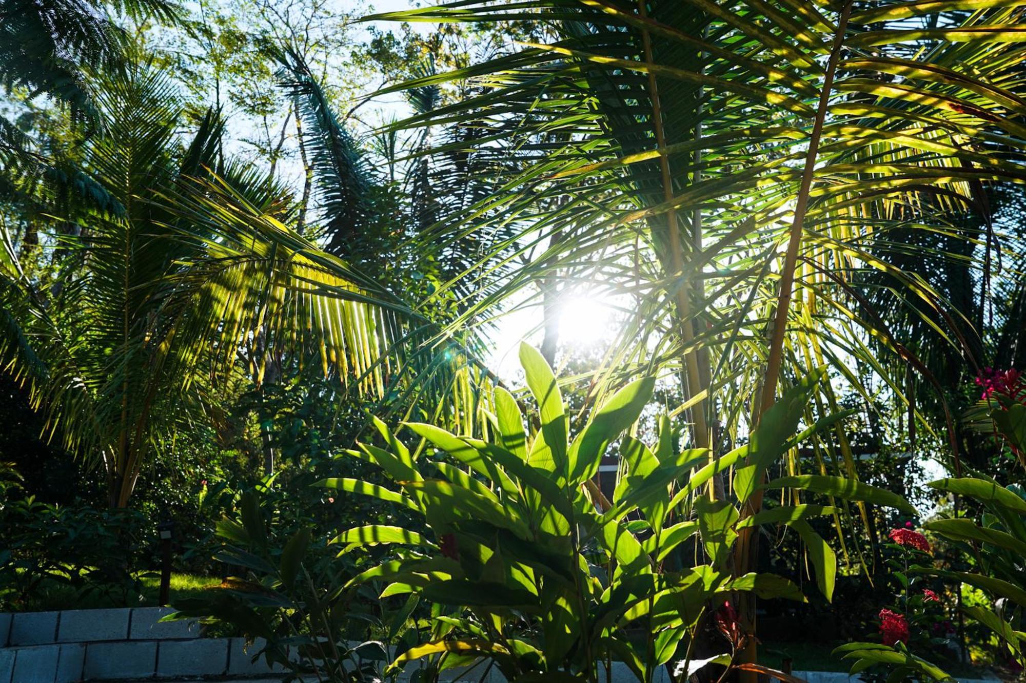 House In The Palm Forest Διαμέρισμα Puerto Carrillo Εξωτερικό φωτογραφία